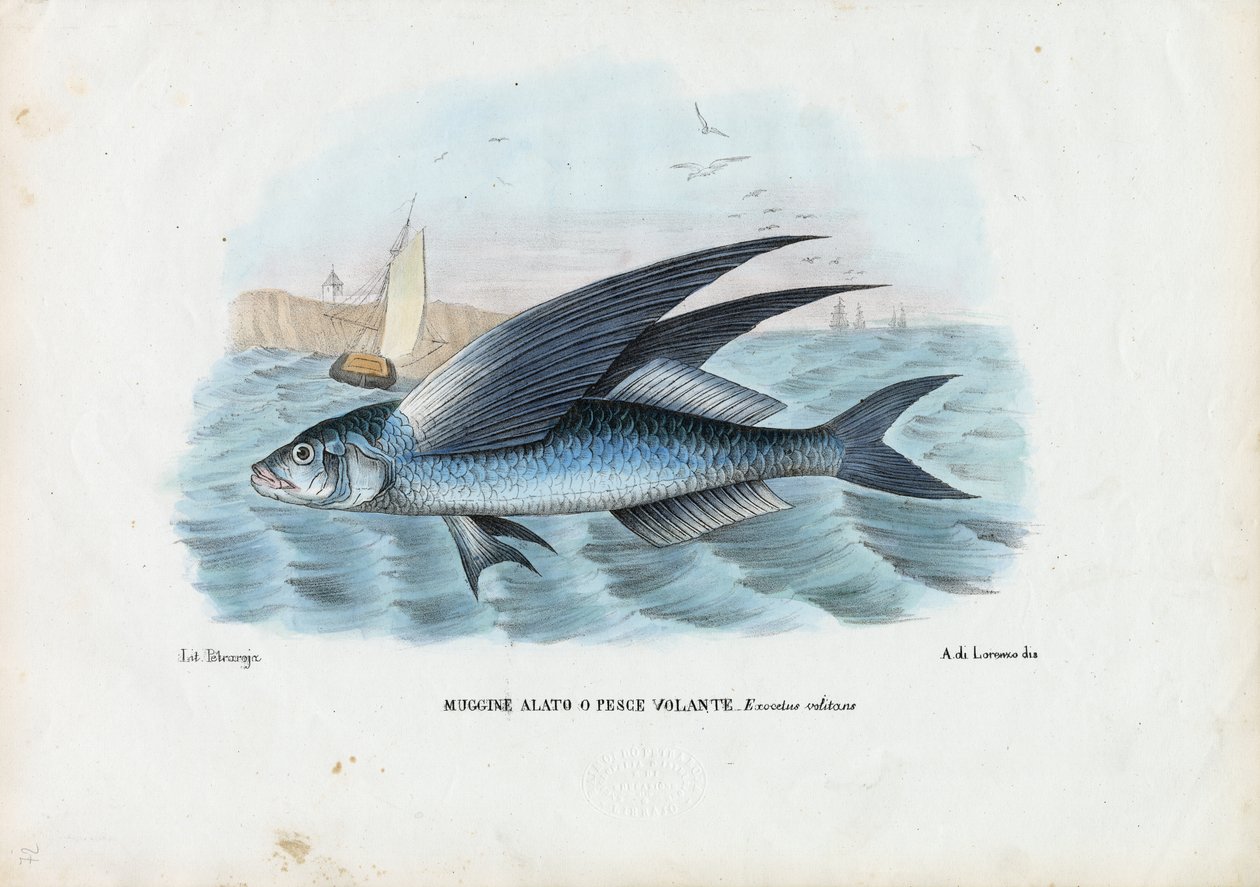 Trooppinen kaksisiipinen flyingfish, 1863-79 tekijältä Raimundo Petraroja