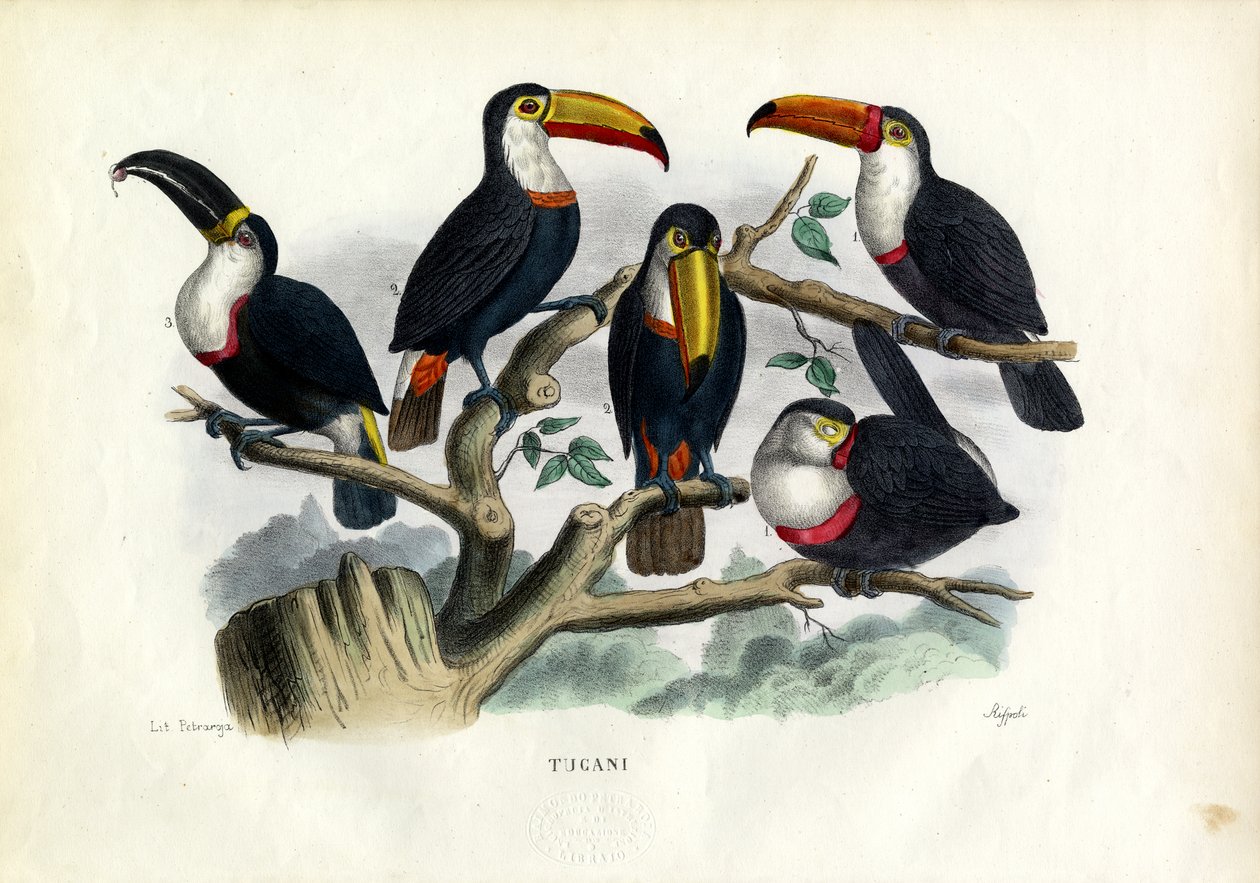 Tukaanit, 1863-79 tekijältä Raimundo Petraroja