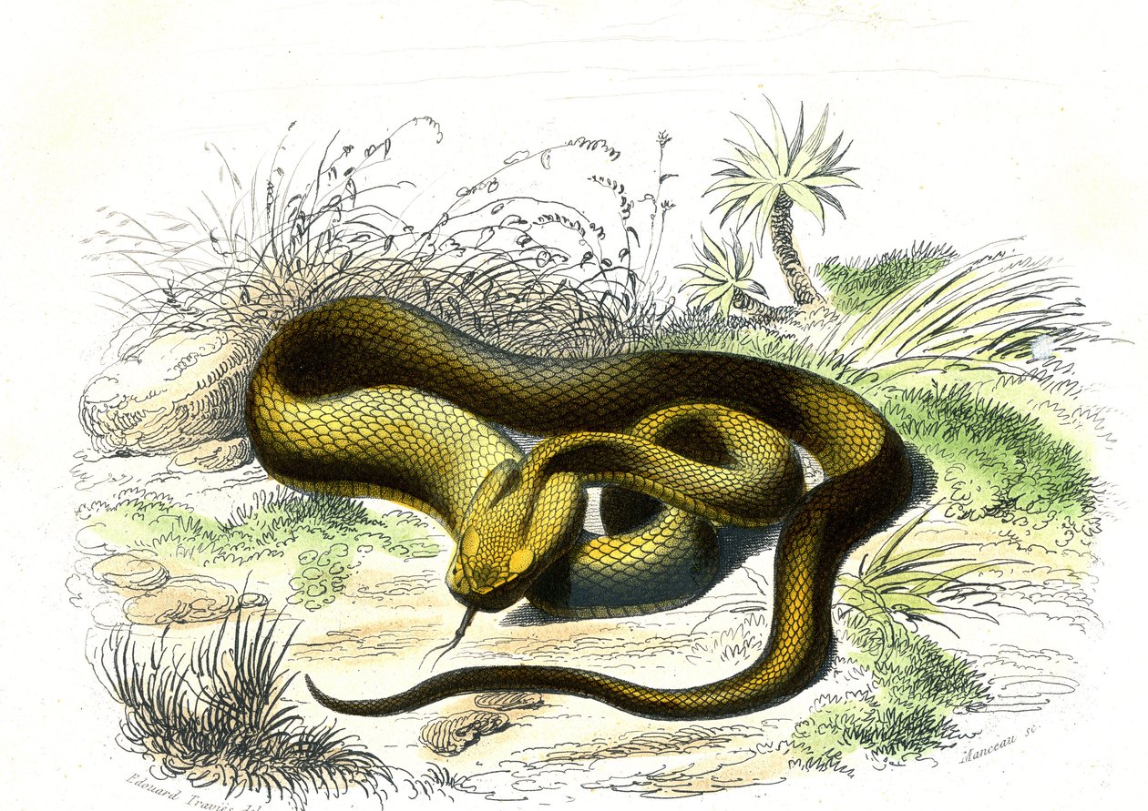 Vipere-keihäänkärki (Cophias Lanceolatus) - Bernard Germain de Lacepeden (1856-1925) luonnonhistoriallinen lautanen, painos P.Furme, Pariisi tekijältä Raimundo Petraroja