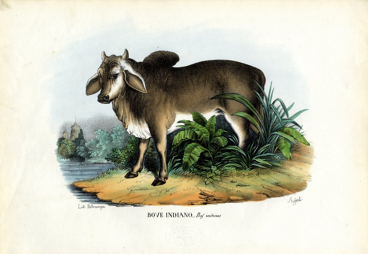Zebu, 1863-79 tekijältä Raimundo Petraroja