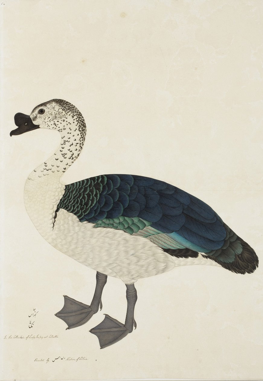Kammiharakka (Sarkidiornis melanota), noin 1780 (läpinäkymätön wc paperille) tekijältä Ram Das