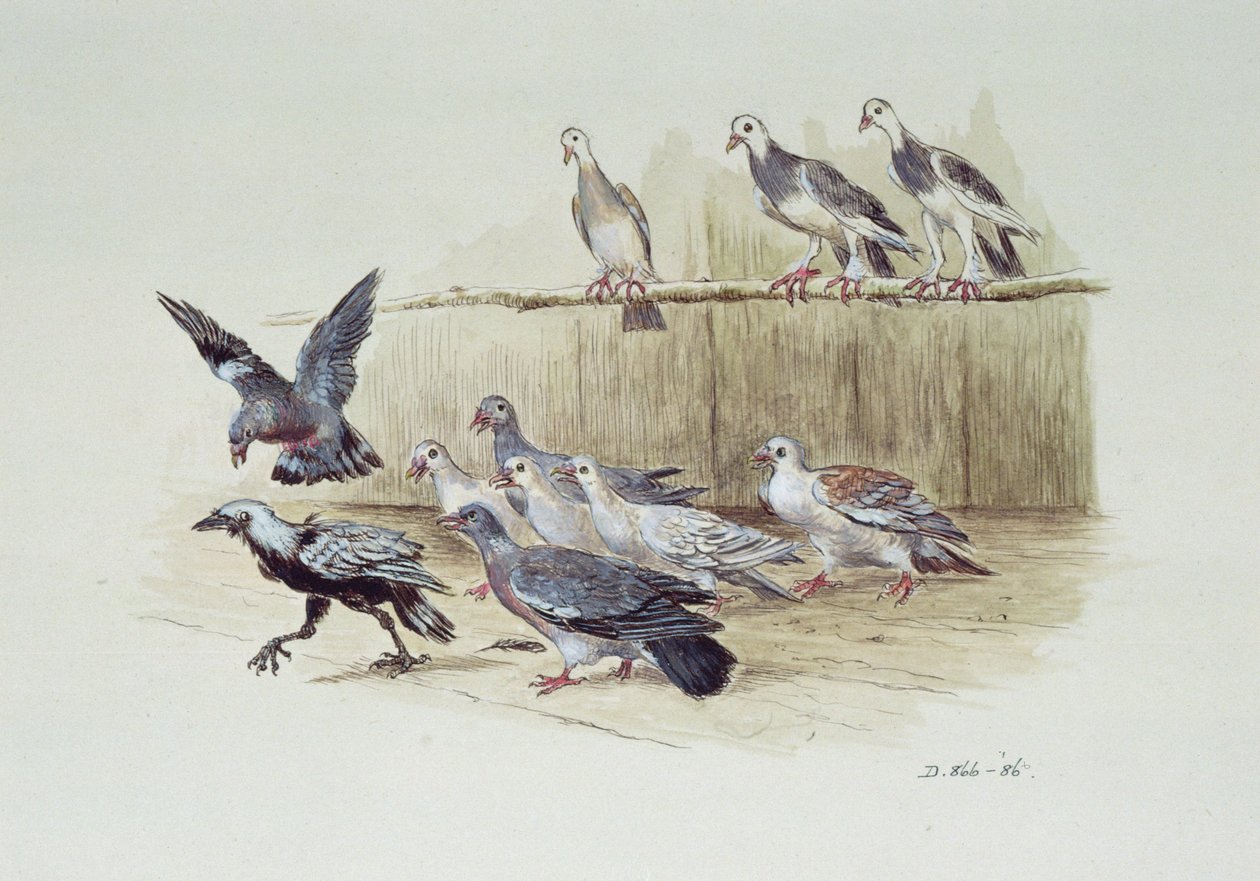 Jackdaw ja kyyhkyset tekijältä Randolph Caldecott