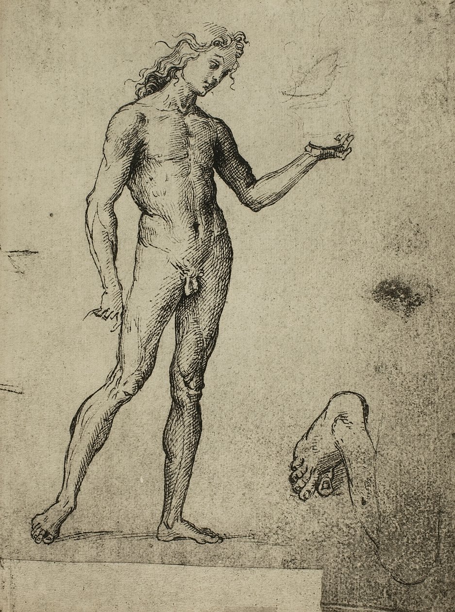Miesten alaston tutkimus; piirustus Raphael. Gallerie dellAccademia, Venetsia tekijältä Raffaello Sanzio Raphael