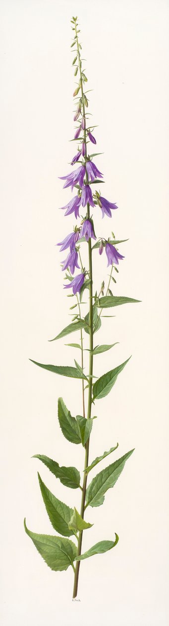 Adenophora-lajit (öljy paperille) tekijältä Raymond Booth