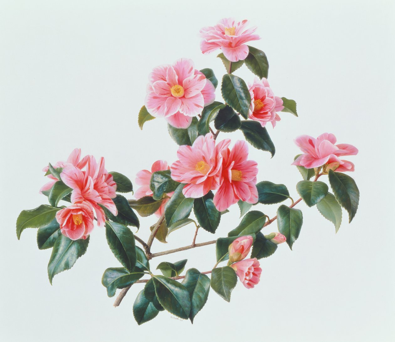Camellia Japonica Tricolor tekijältä Raymond Booth