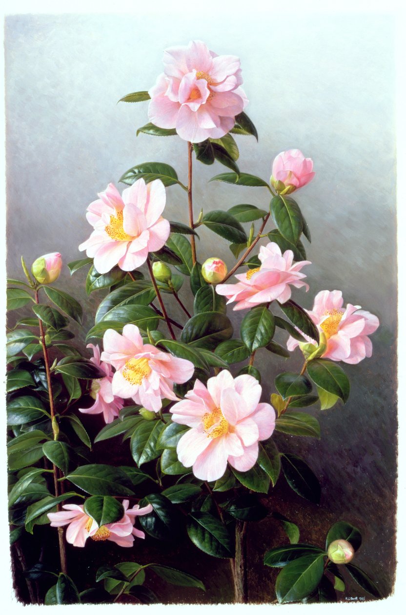 Camellia Japonica Lajike tekijältä Raymond Booth