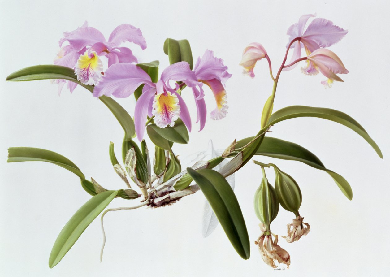 Cattleya Mossiae tekijältä Raymond Booth