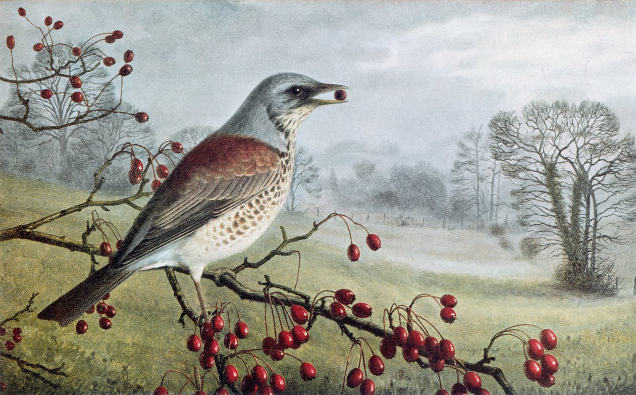 Fieldfare tekijältä Raymond Booth