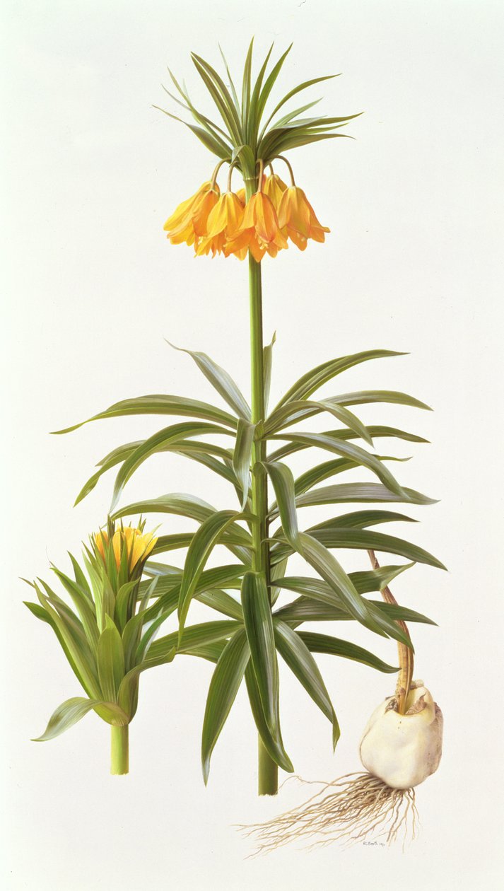 Fritillaria Eduardii tekijältä Raymond Booth