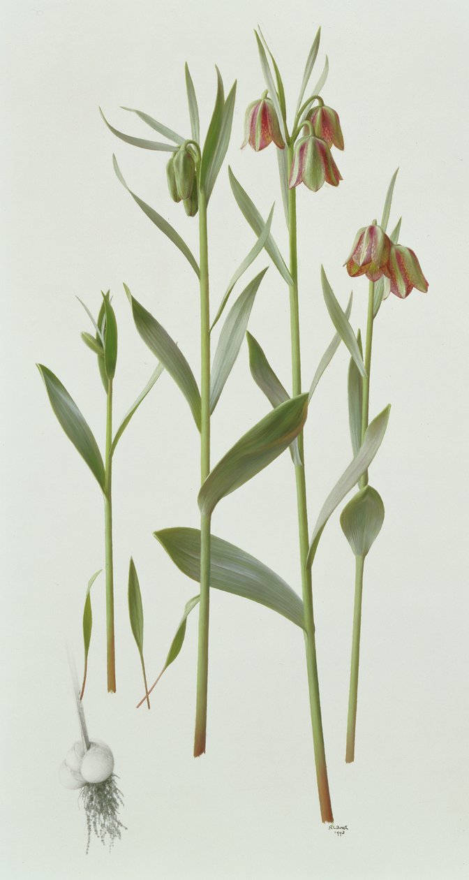 Fritillaria Hermonis Amana tekijältä Raymond Booth