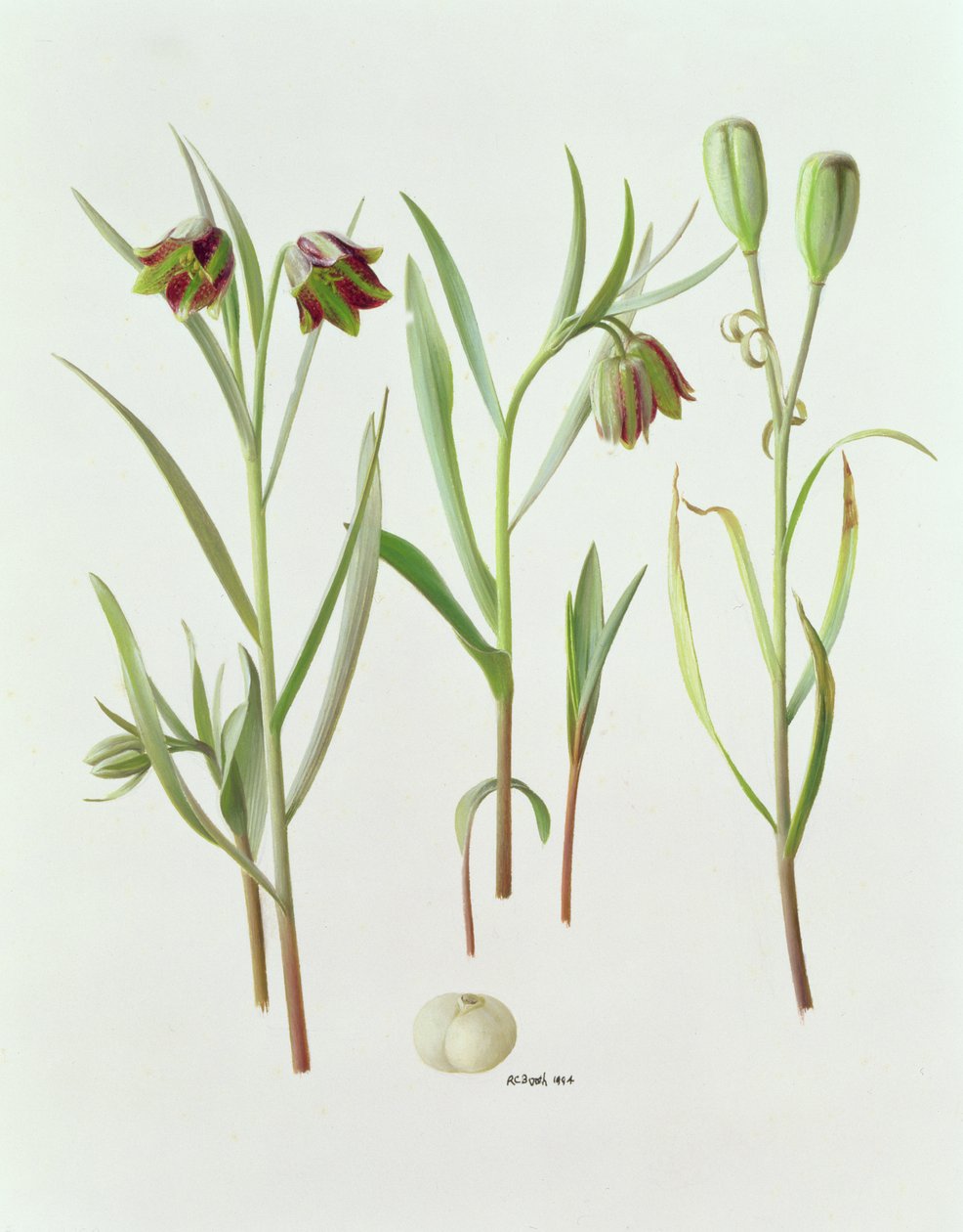 Fritillaria Kurdica tekijältä Raymond Booth