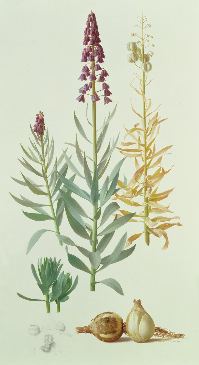 Fritillaria Persica tekijältä Raymond Booth