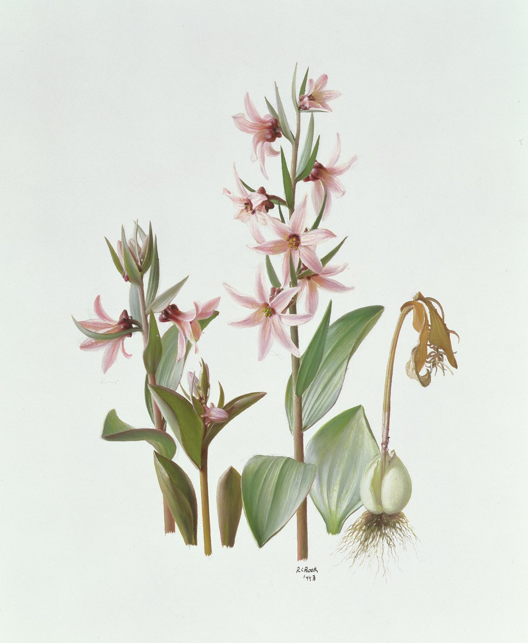 Fritillaria Stenanthera tekijältä Raymond Booth