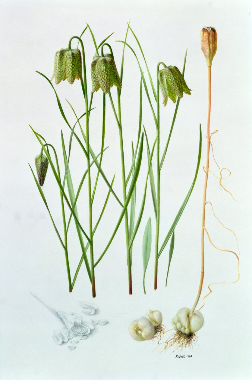 Fritillaria Whittallii tekijältä Raymond Booth
