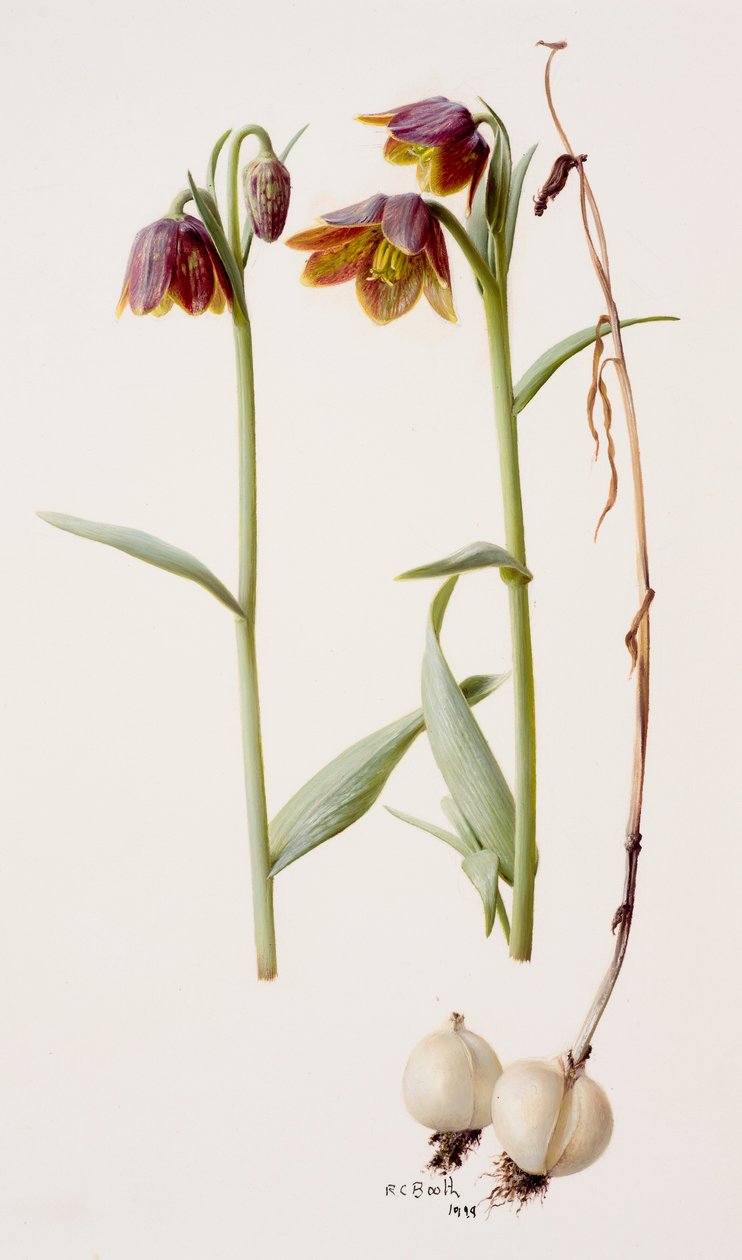Fritillaria daviesii tekijältä Raymond Booth