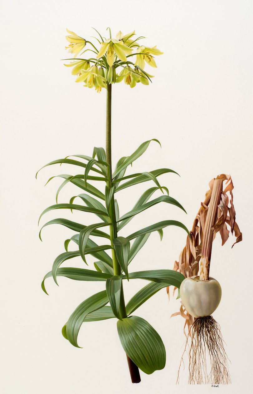 Fritillaria eduardii (öljy kartongille) tekijältä Raymond Booth