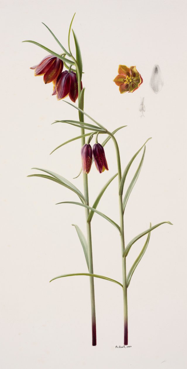 Fritillaria gracilis (öljy paperille) tekijältä Raymond Booth