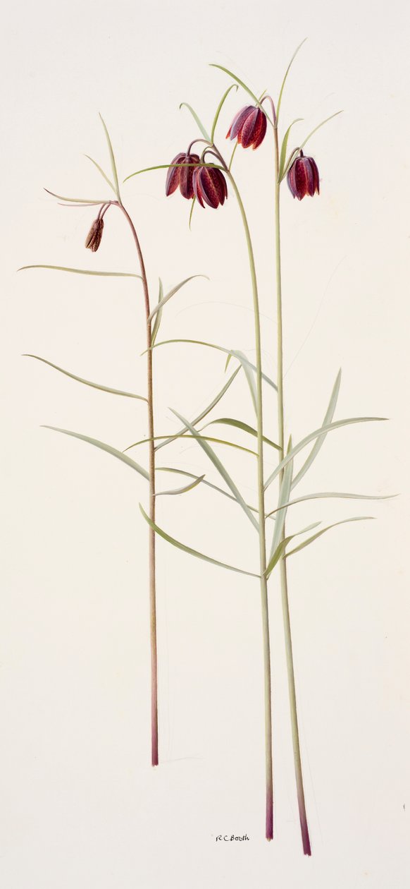 Fritillaria montana (oil on paper) tekijältä Raymond Booth