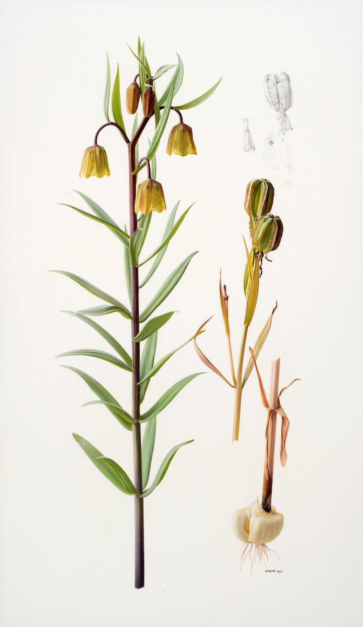 Fritillaria roylei tekijältä Raymond Booth