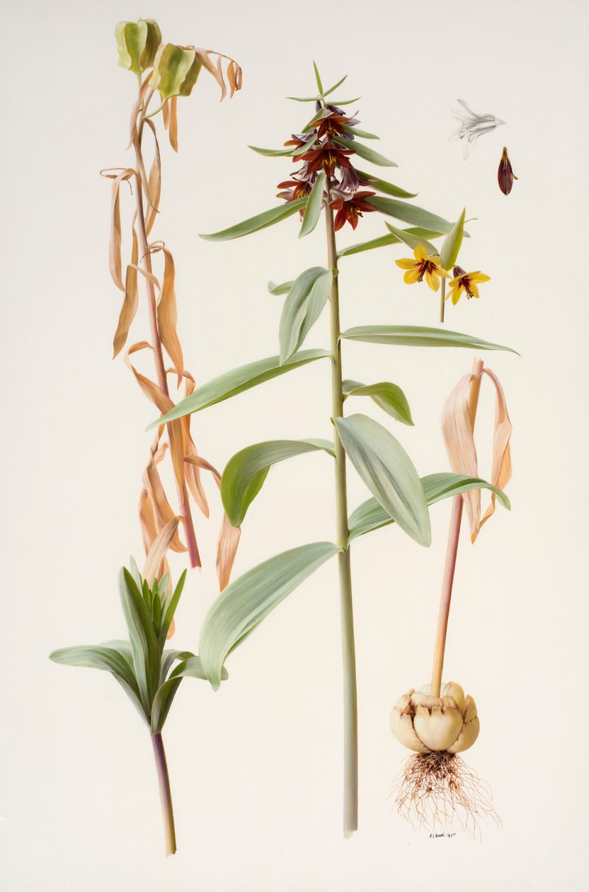 Fritillaria sewerzowii tekijältä Raymond Booth
