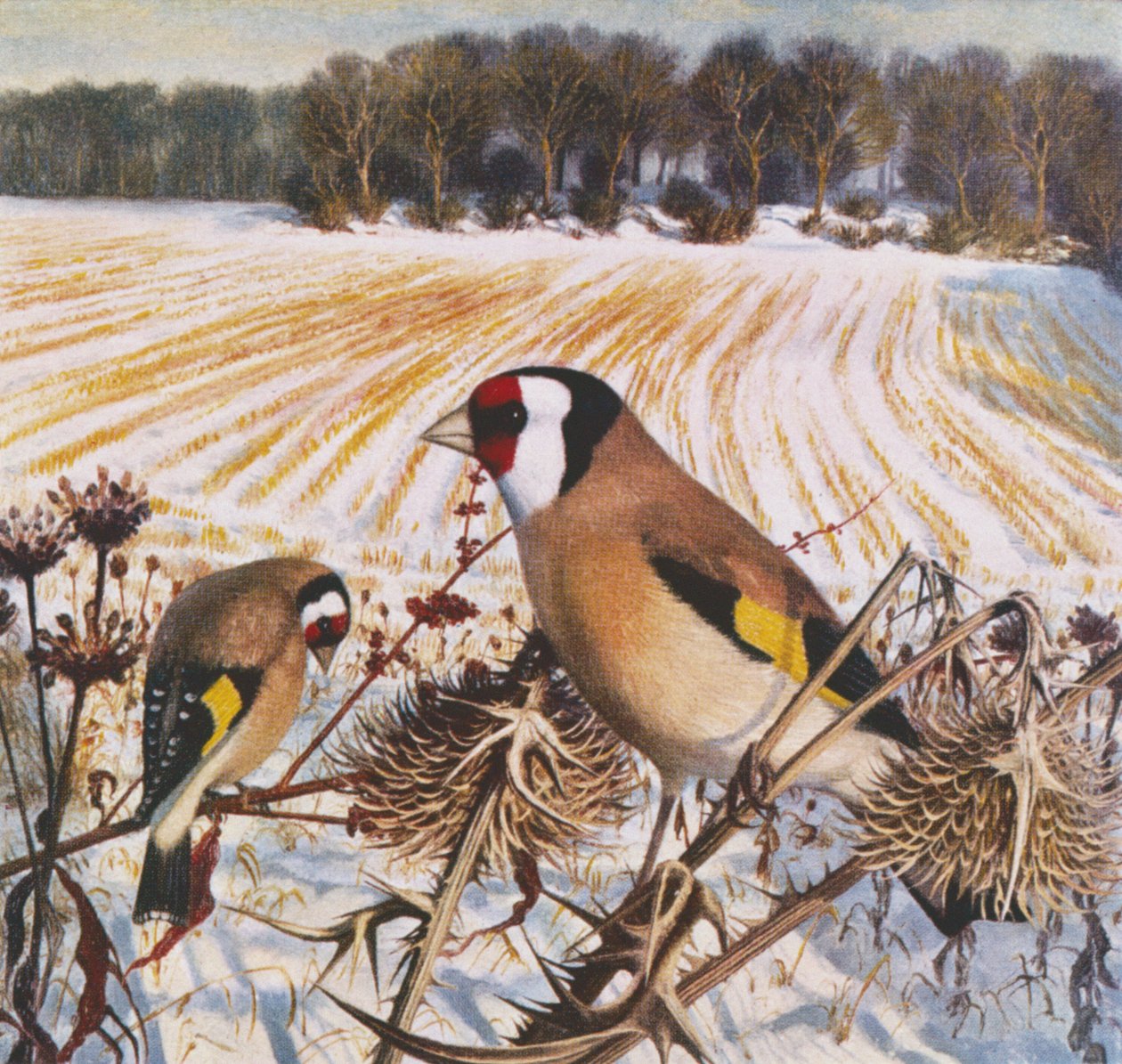 Goldfinch tekijältä Raymond Booth