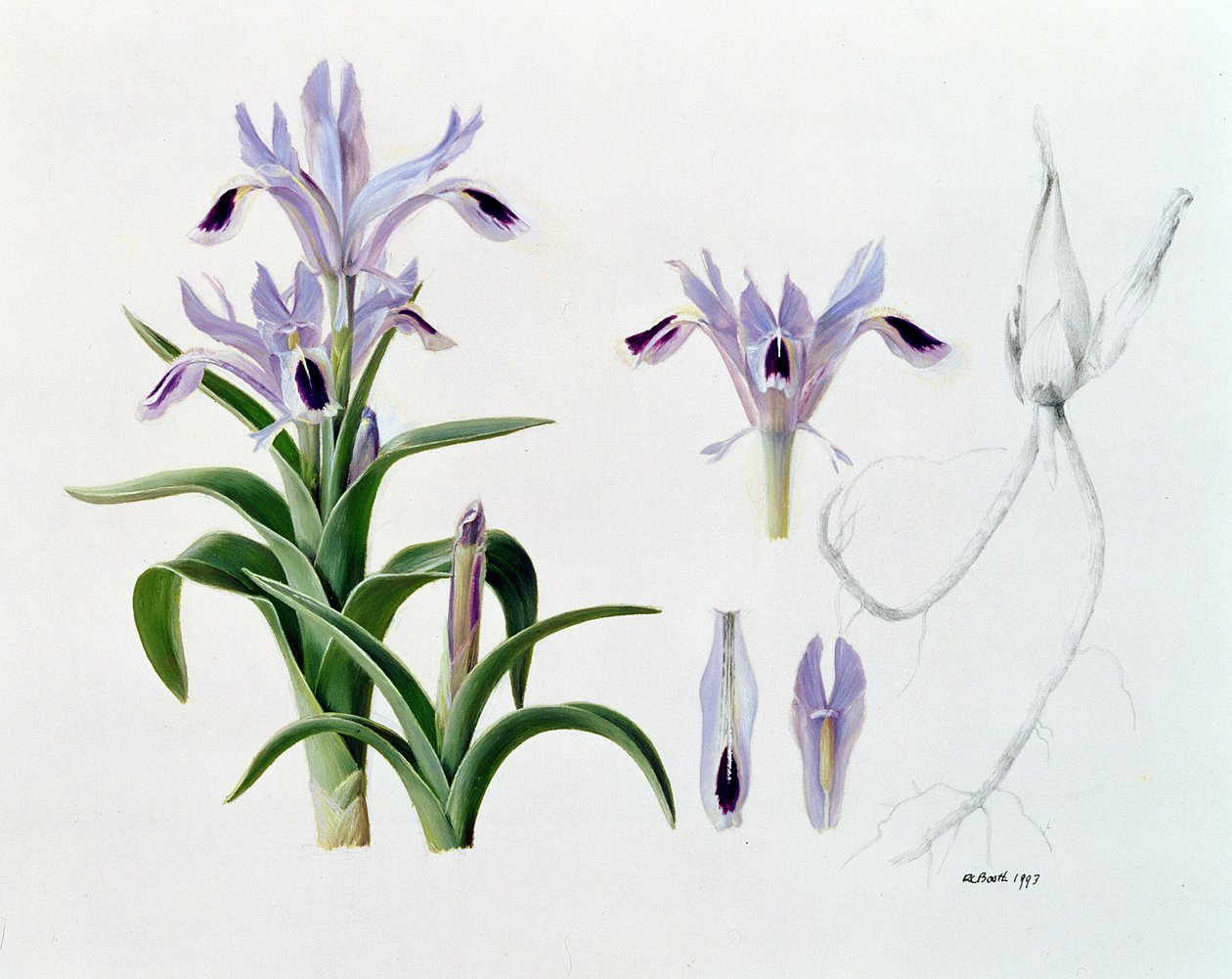 Iris Kuschakewiczii tekijältä Raymond Booth