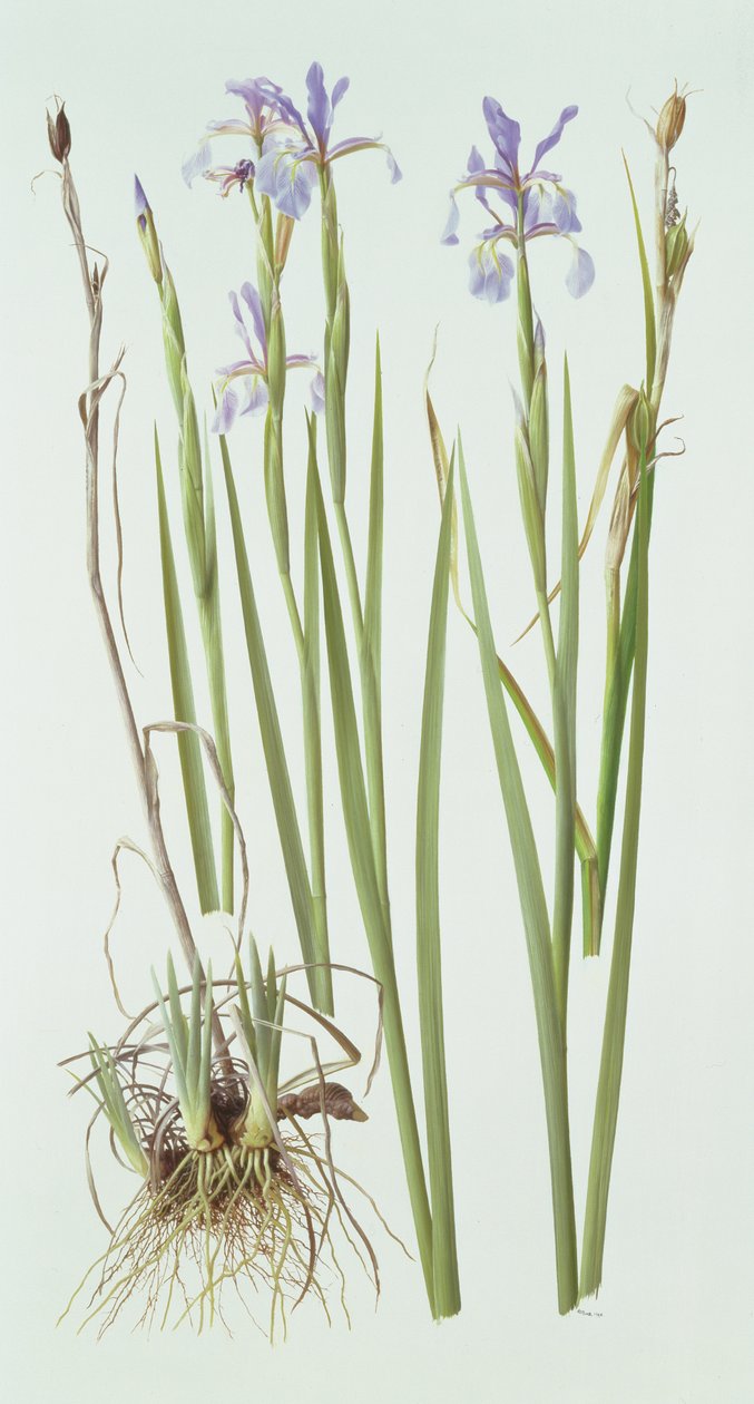 Iris Spuria tekijältä Raymond Booth