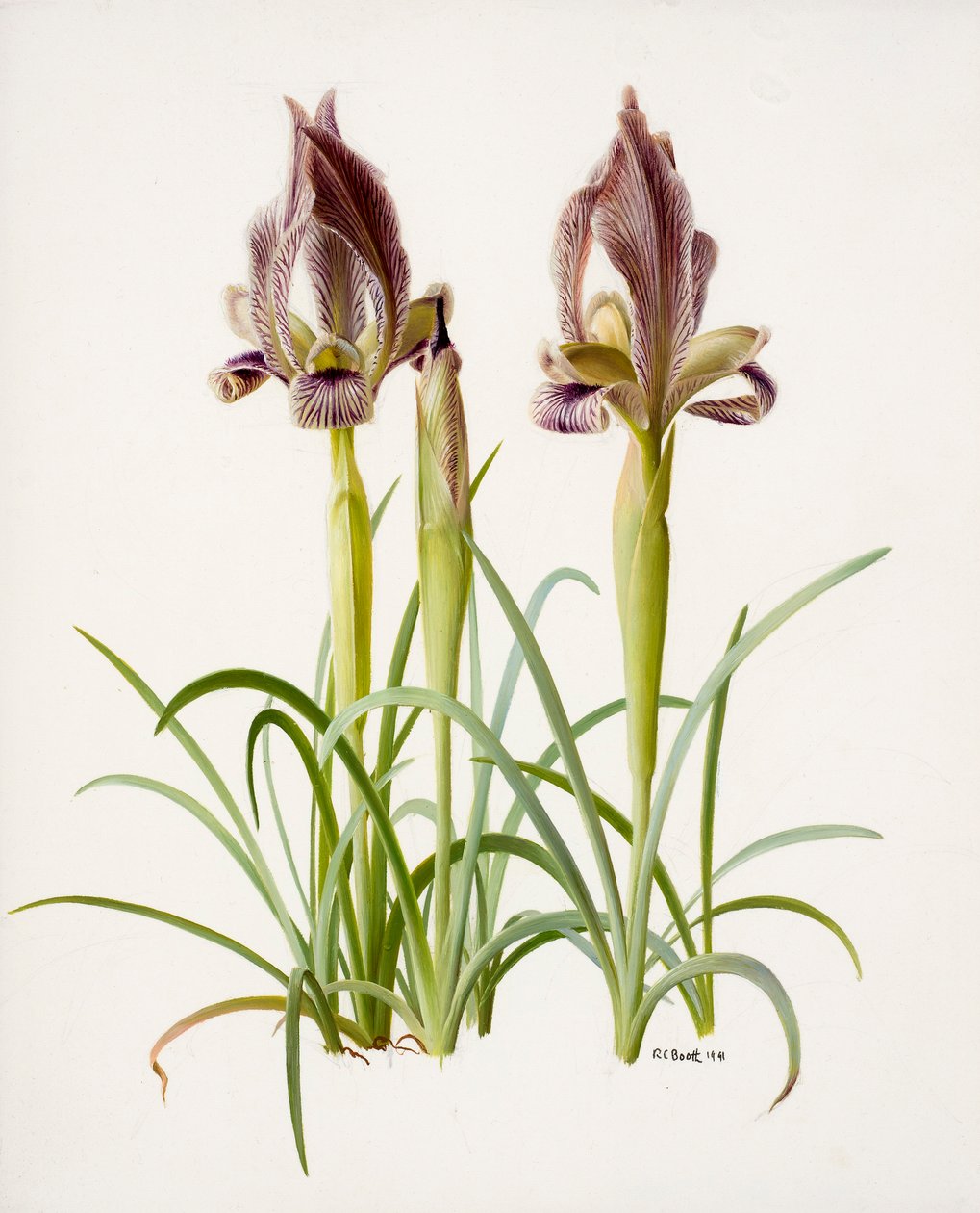 Iris acutiloba (öljy paperille) tekijältä Raymond Booth
