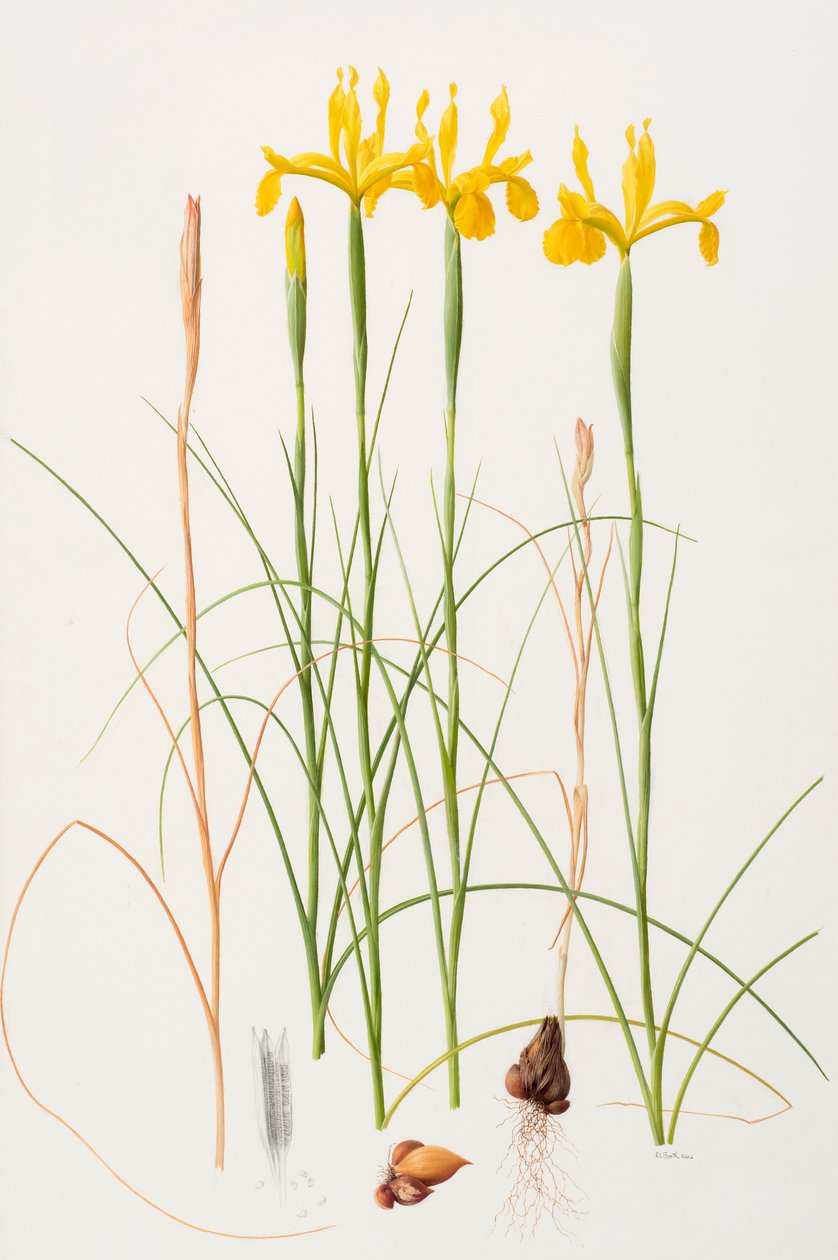 Iris spuria, 2002 (öljy paperille) tekijältä Raymond Booth