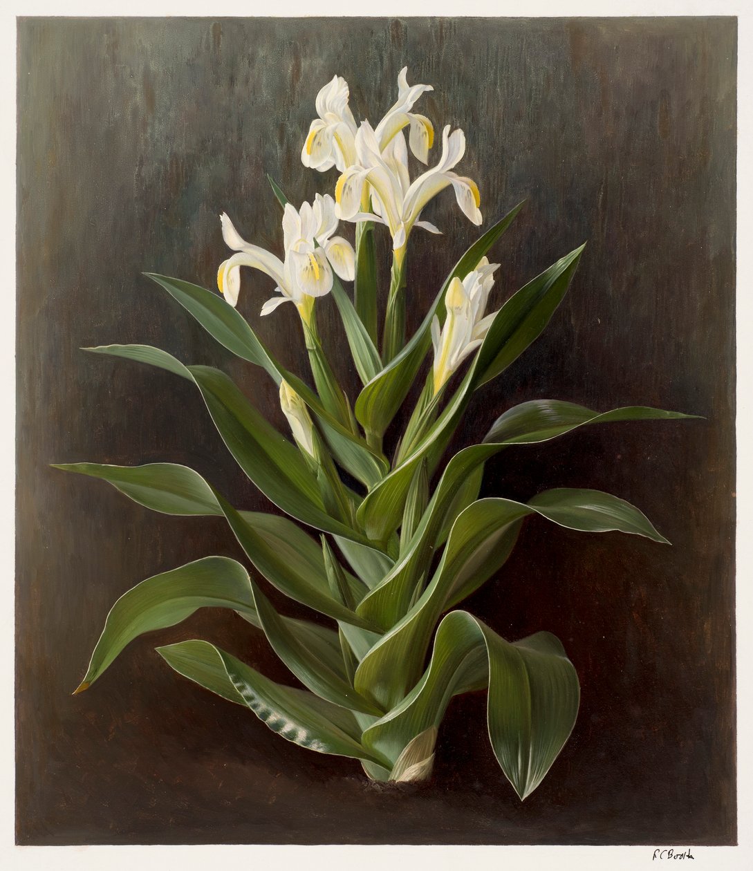 Iris willmottiana alba (öljy paperille) tekijältä Raymond Booth