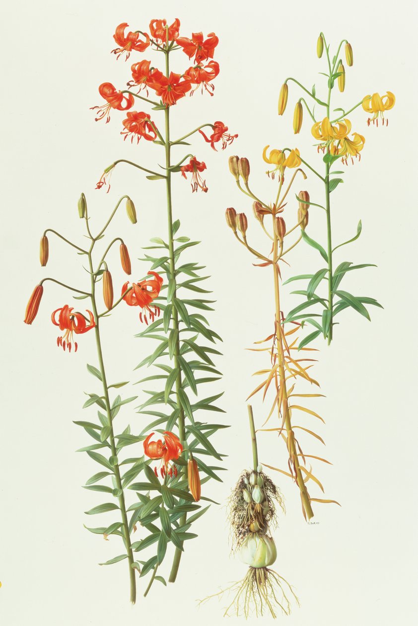 Lilium amabile tekijältä Raymond Booth