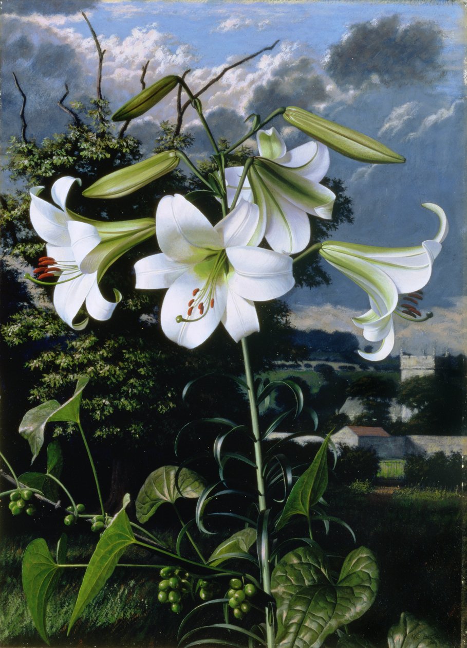 Lilium Emerald, n.1959 (öljy kartongille) tekijältä Raymond Booth