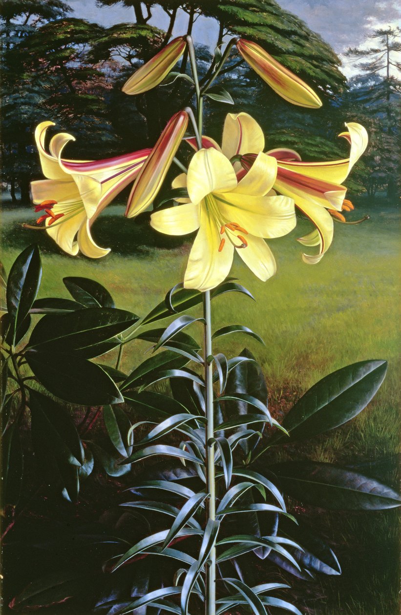 Lilium Golden Clarion tekijältä Raymond Booth