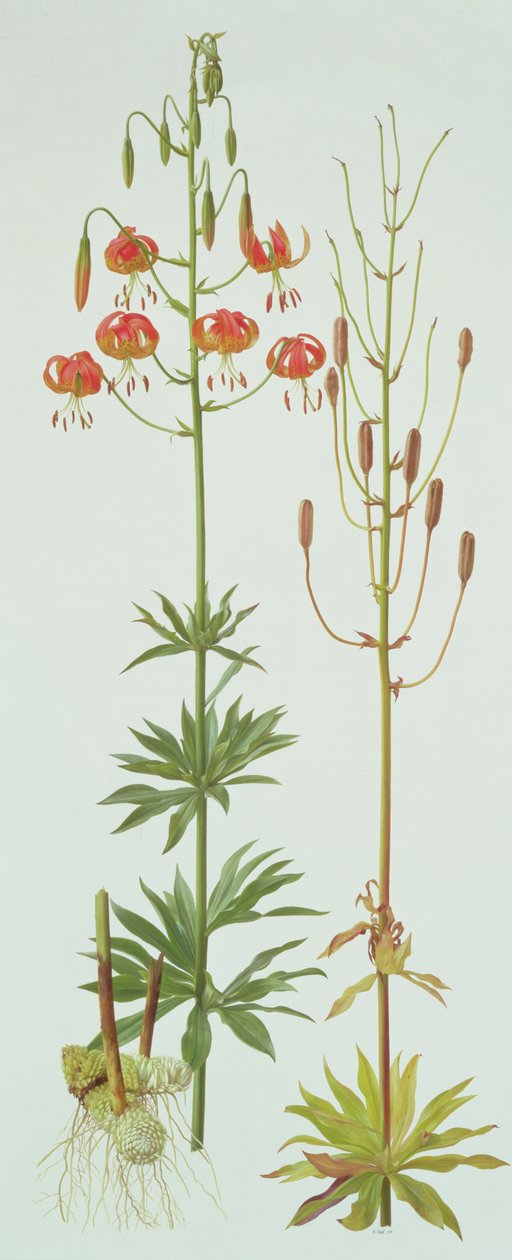 Lilium Pardalinum tekijältä Raymond Booth