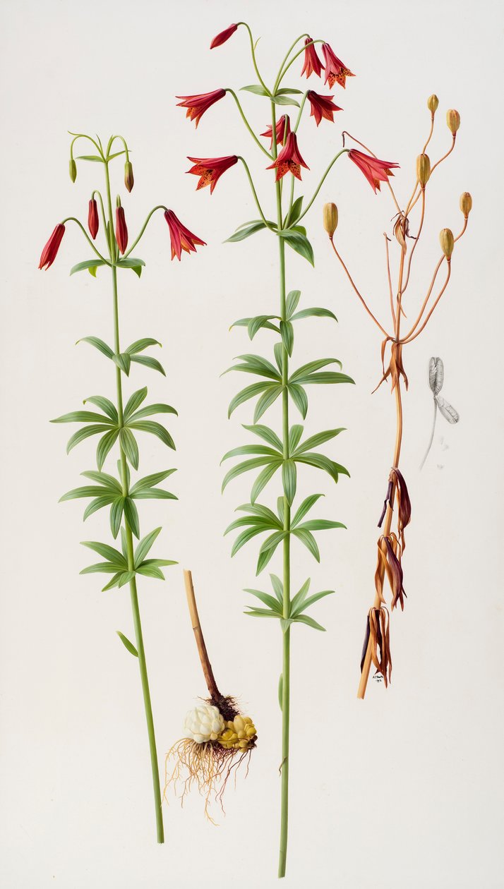 Lilium grayi tekijältä Raymond Booth