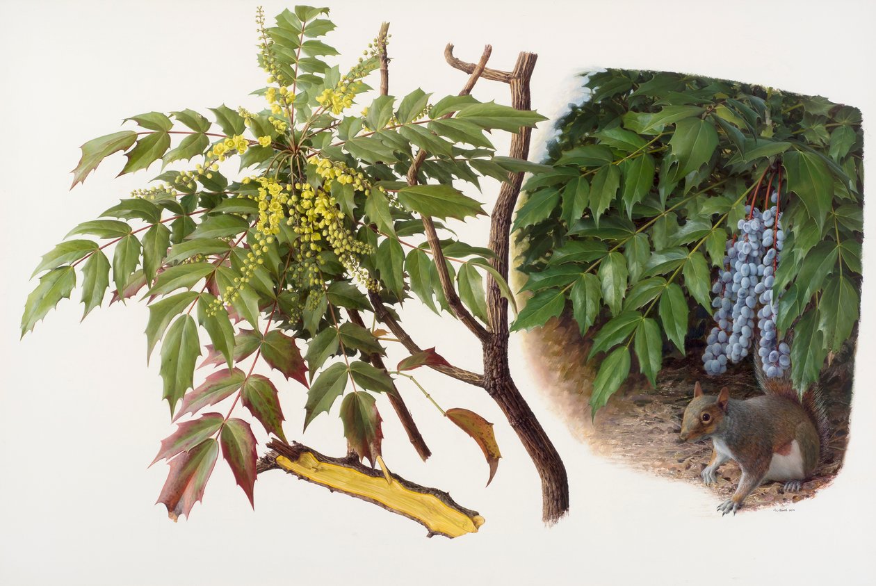 Mahonia japonica, 2008 (öljy paperille) tekijältä Raymond Booth