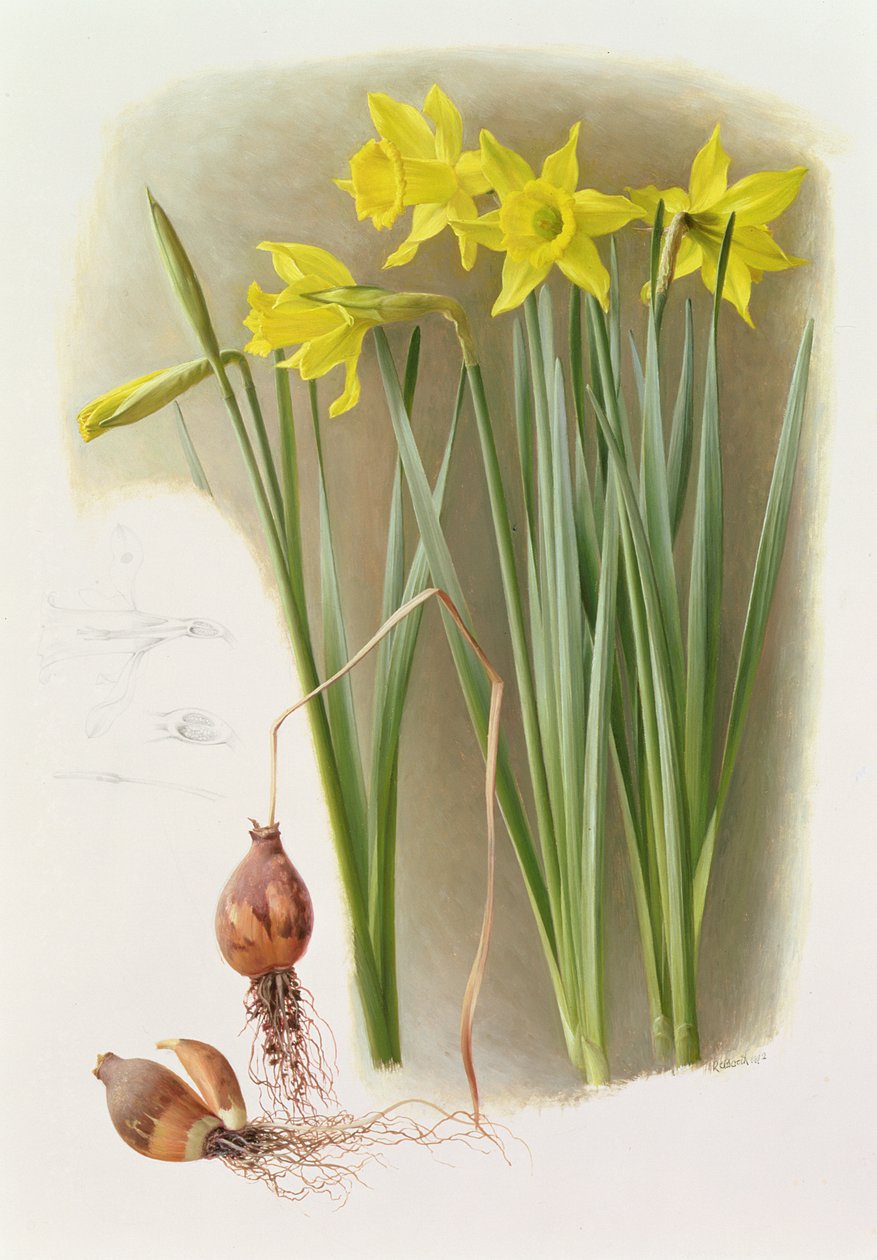 Narcissus Hispanicas Bujei tekijältä Raymond Booth
