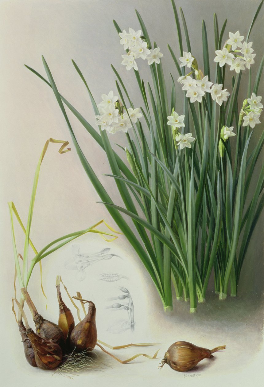 Narcissus Pannizianus tekijältä Raymond Booth