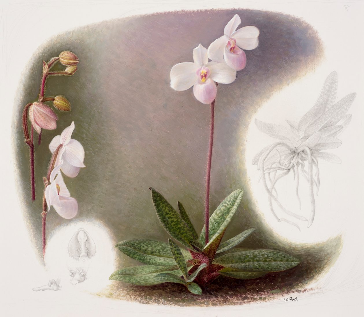Paphiopedilium delenatii (öljy paperille) tekijältä Raymond Booth