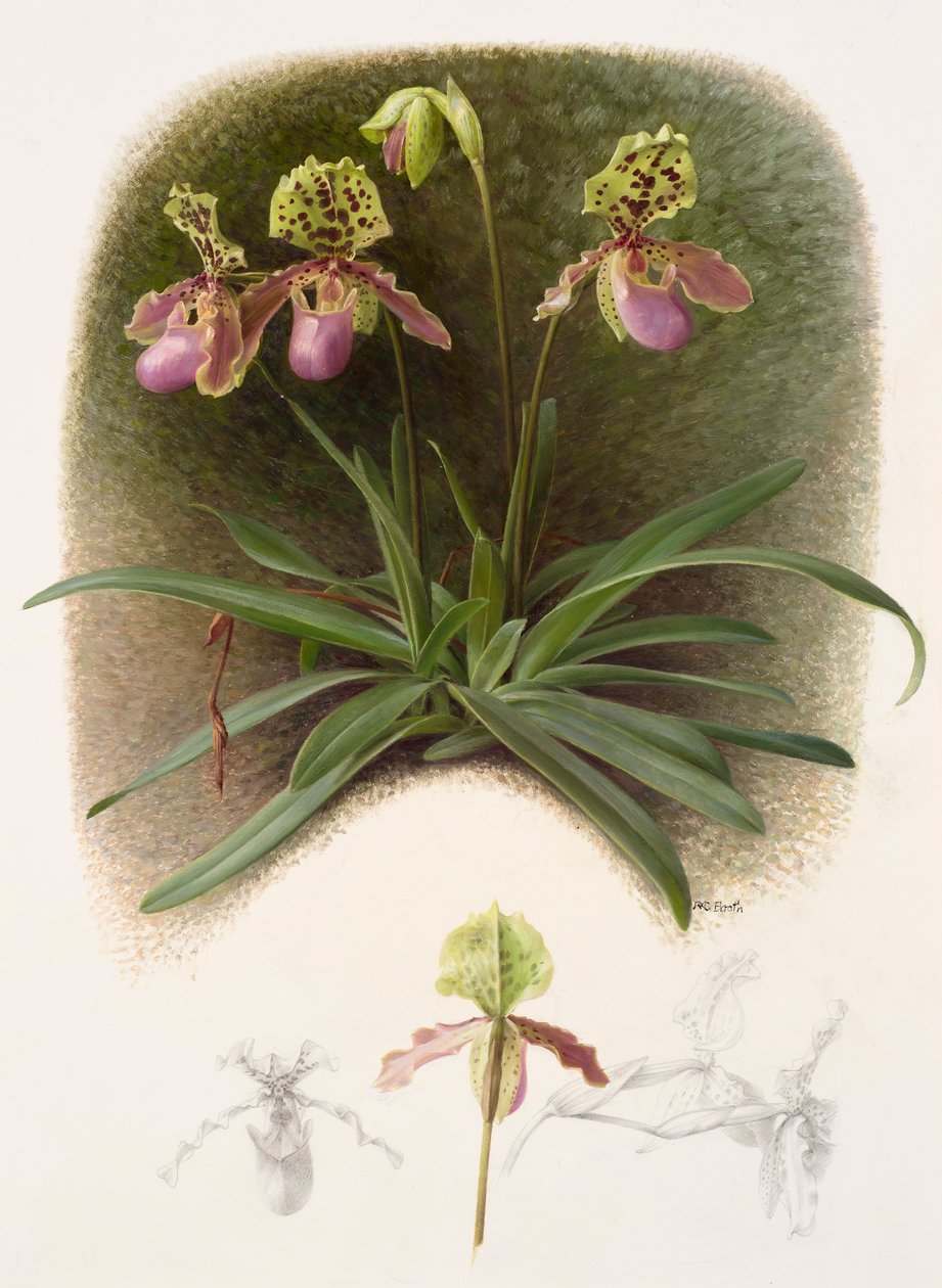 Paphiopedilium henryi (öljy paperille) tekijältä Raymond Booth
