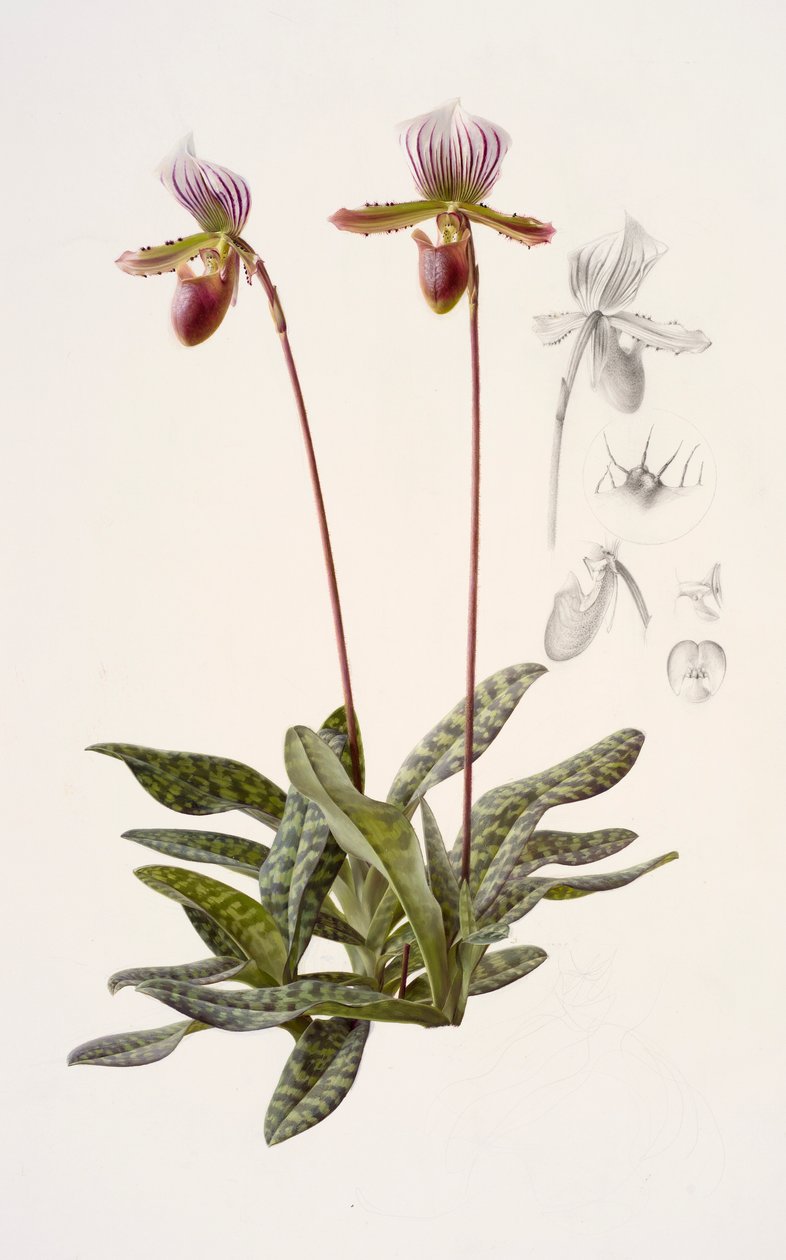 Paphiopedilum barbatum (öljy paperille) tekijältä Raymond Booth
