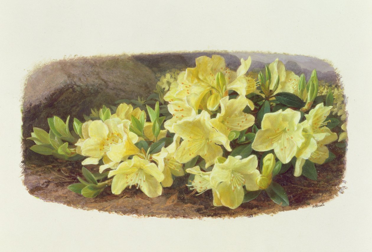Rhododendron Keiski (öljy paperille) tekijältä Raymond Booth