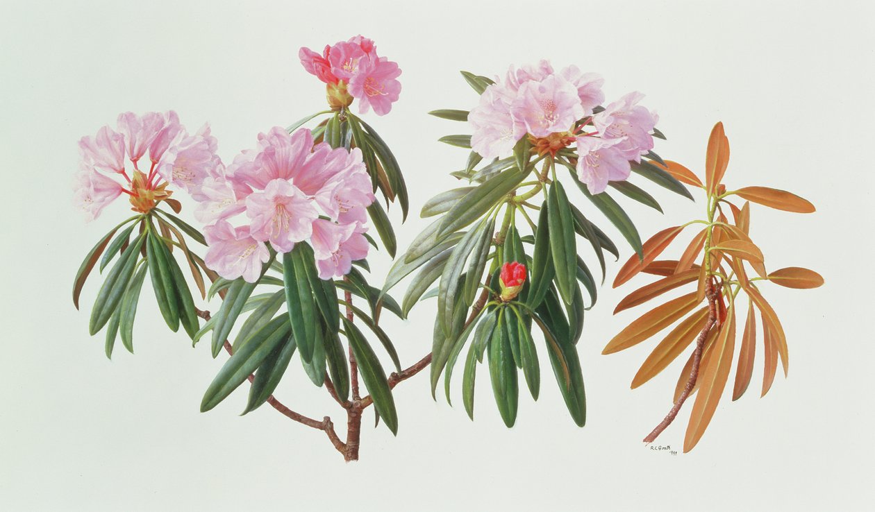 Rhododendron Metternichii Micranthum tekijältä Raymond Booth