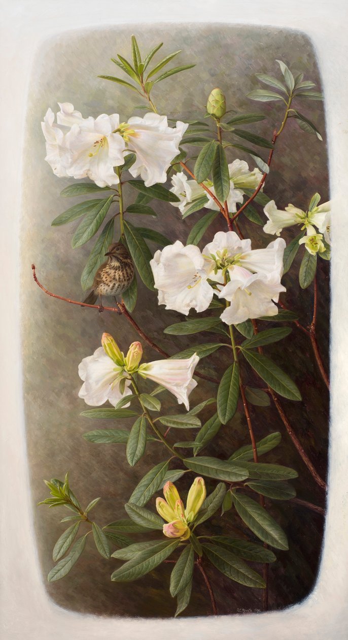 Rhododendron lindleyi tekijältä Raymond Booth