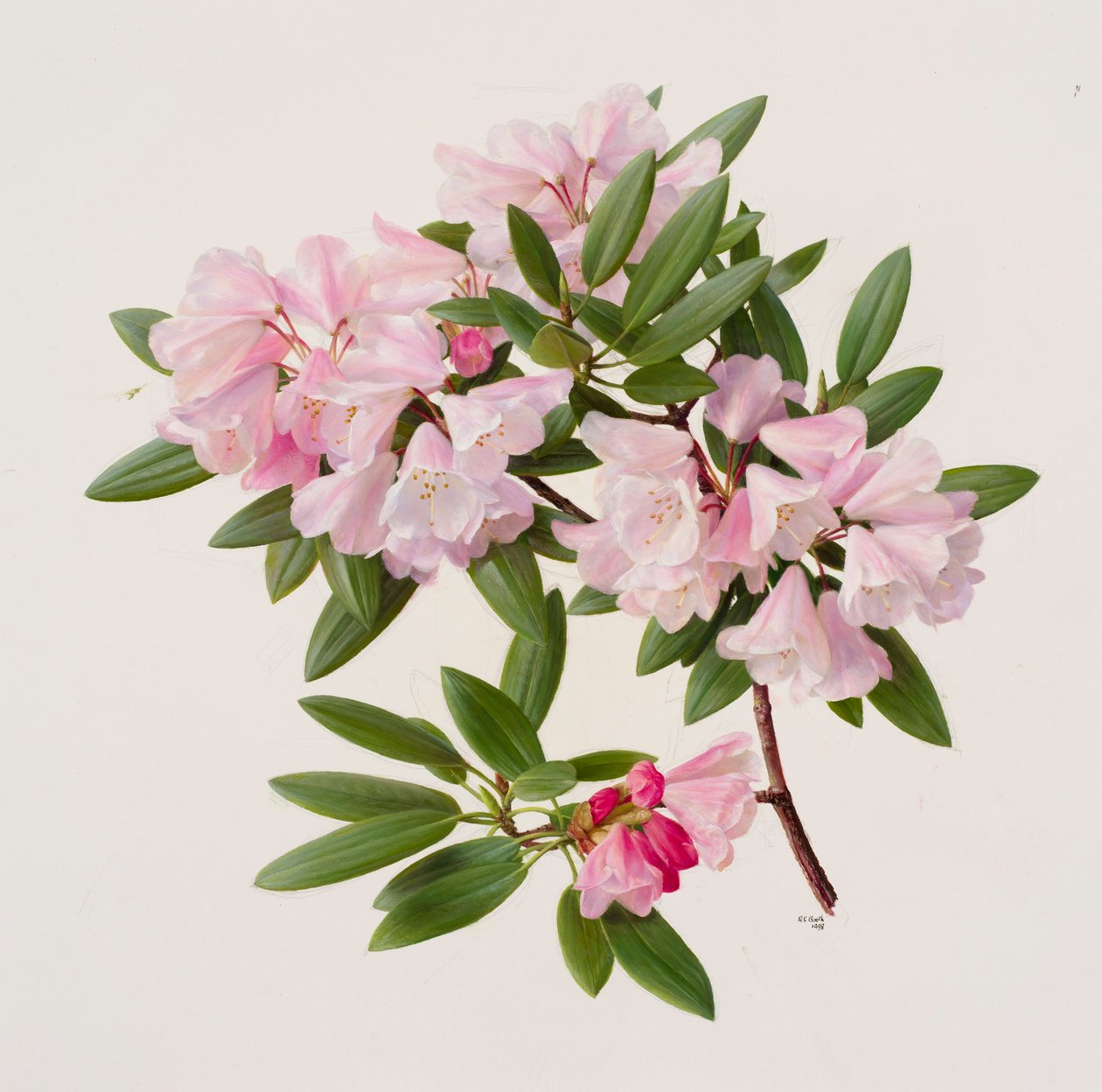 Rhododendron maculiferum anwheiense tekijältä Raymond Booth