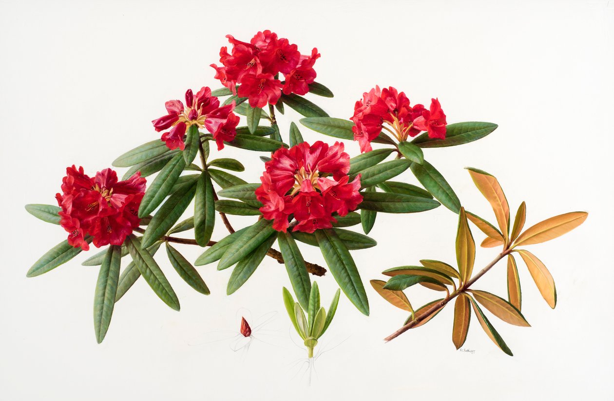 Rhododendron microgynum tekijältä Raymond Booth