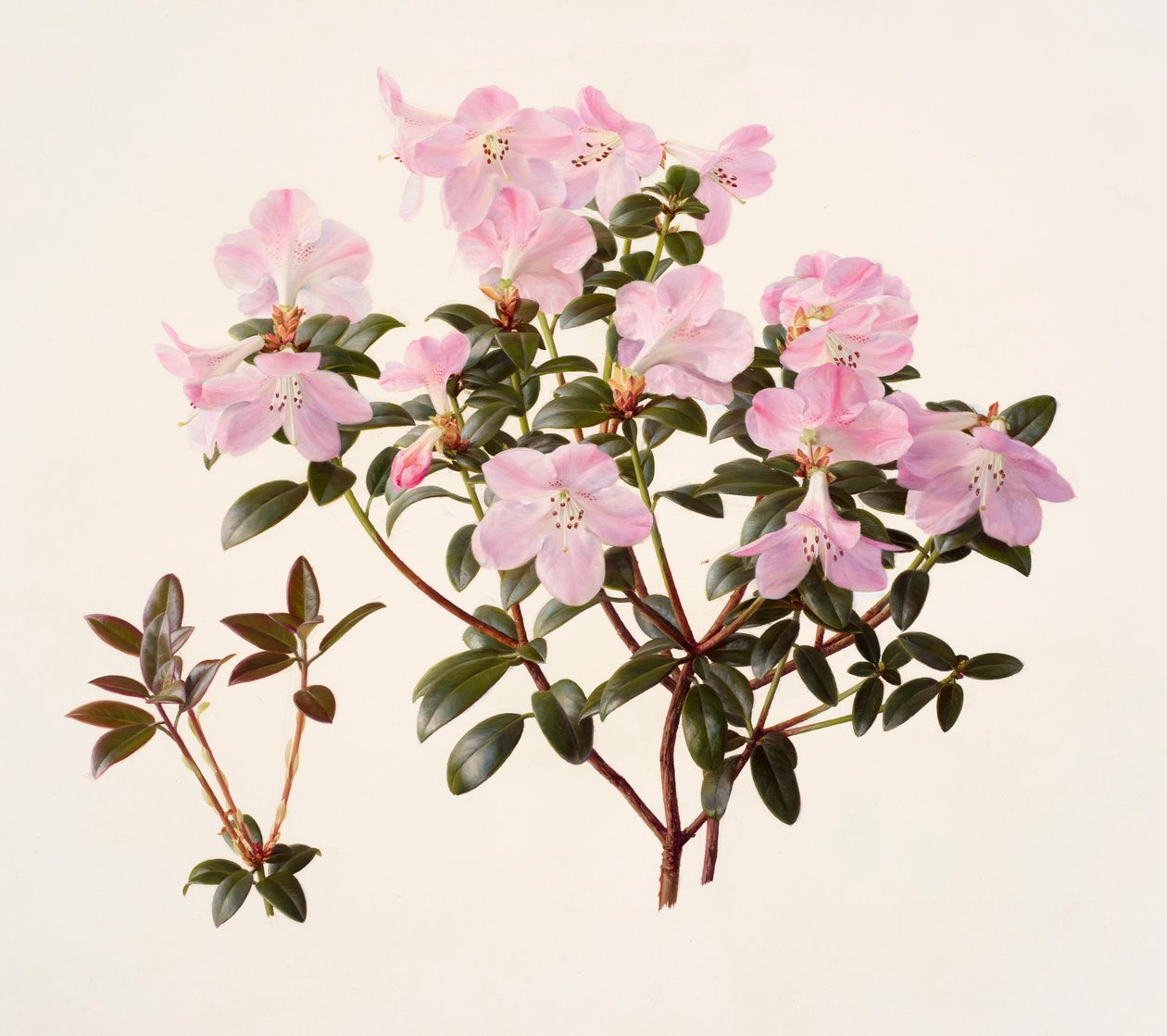 Rhododendron moupinense vaaleanpunakukkainen (öljy paperille) tekijältä Raymond Booth