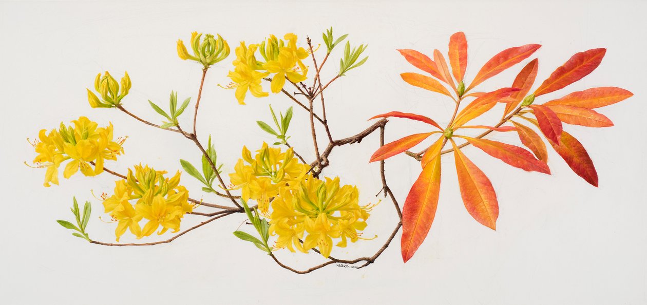 Rhododendron uteum (öljy paperille) tekijältä Raymond Booth
