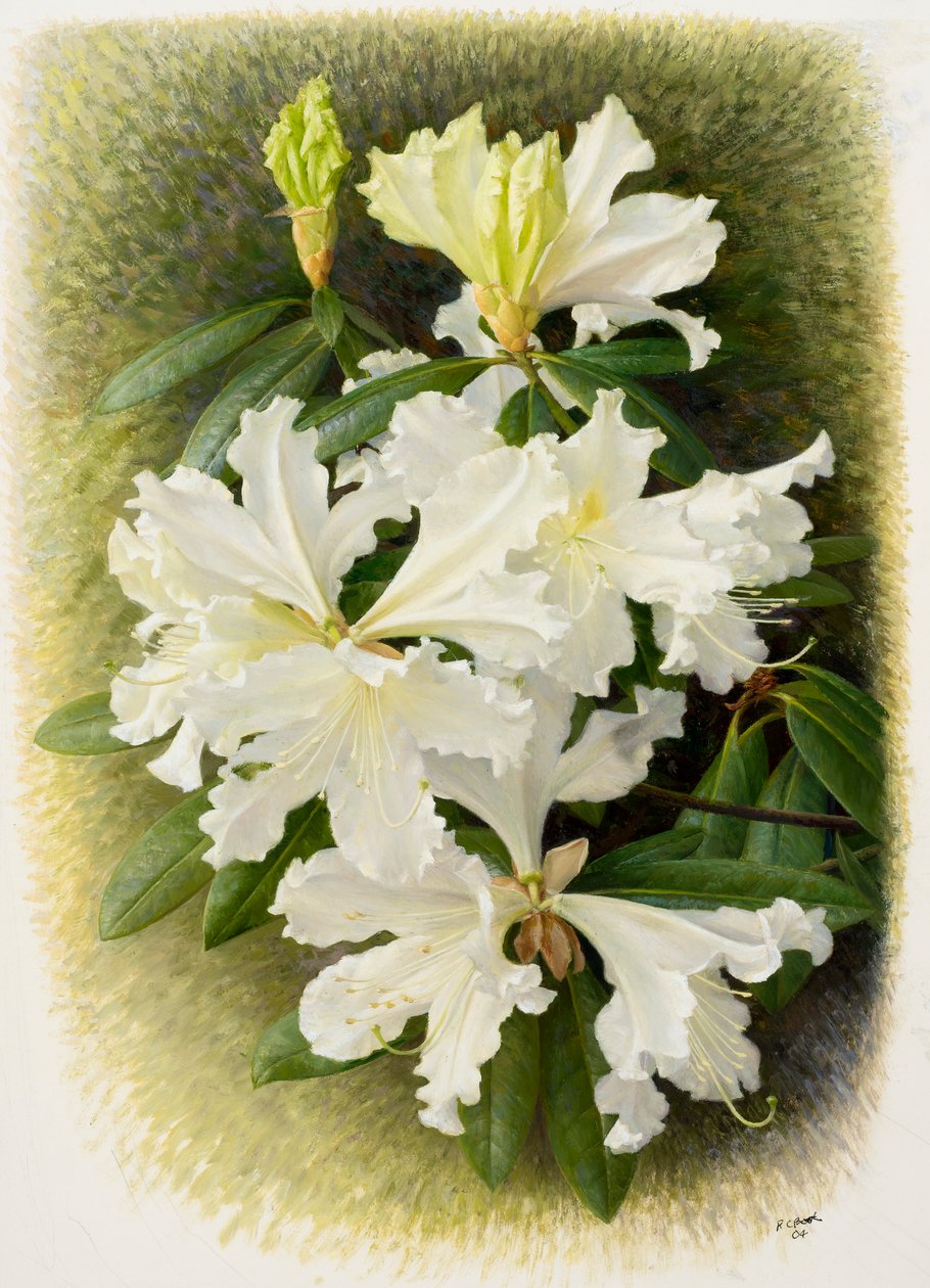 Rhododendron veitchianum, 2004 (öljy paperille) tekijältä Raymond Booth