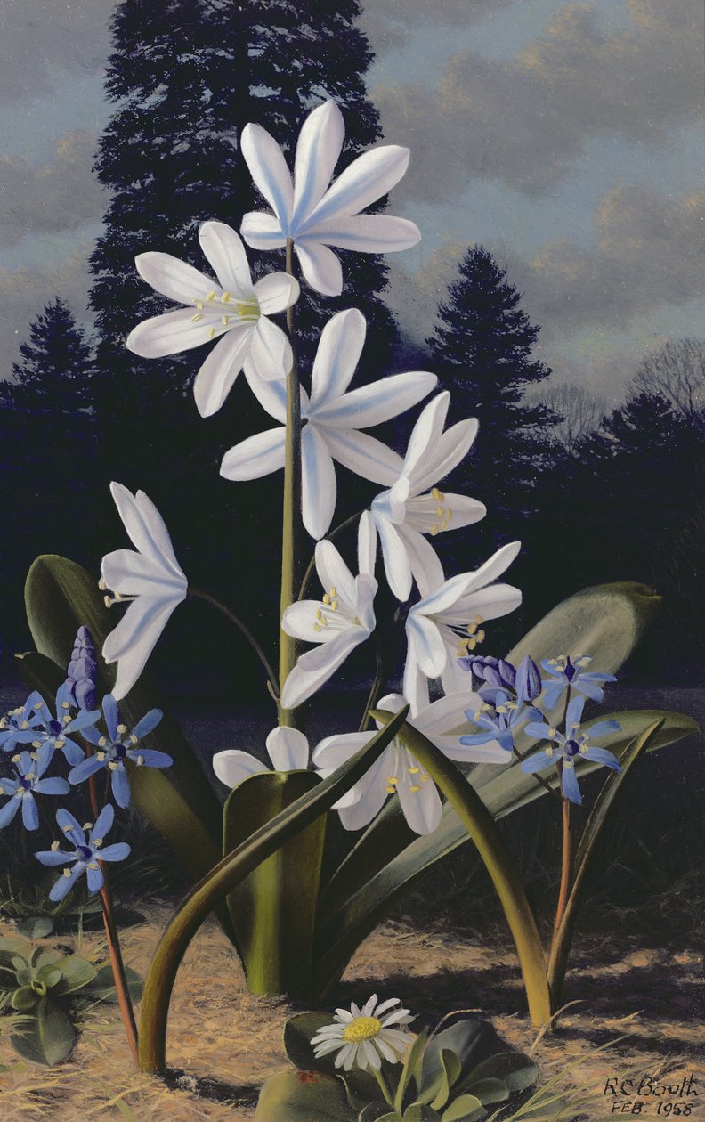 Scillas (öljy paneelille) tekijältä Raymond Booth